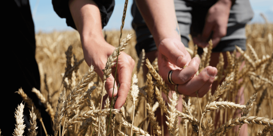 Klim_regenerative Landwirtschaft Weizn